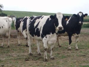 Feria del ganado vacuno Adai