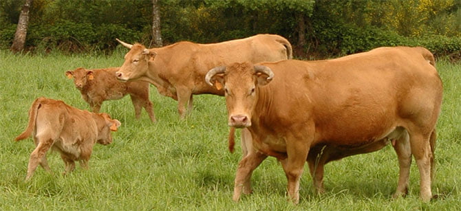 Feria del ganado vacuno de carne de Friol 1