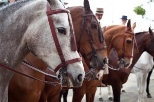 Feria del Caballo de Arzúa
