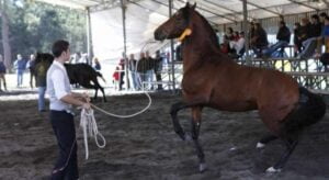 Feria Comarcal de Teo