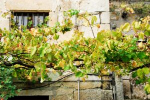 Fiesta del vino de Barro