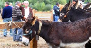 Feria anual de ganado caballar de Bravos de Ourol