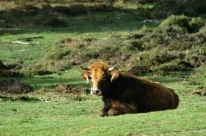 Poxa de Xovencas Frisonas de Monterroso