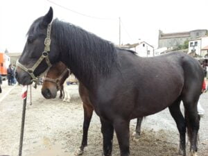 Xuntanza Caballar de Ponteareas