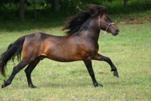 Feria del caballo de Castro de Ribeiras Lea