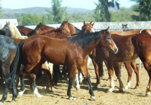 Feria del Caballo de Adai