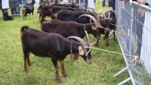 Feria de las Cabras de Merlán de Chantada