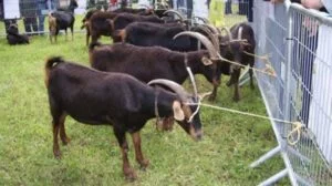 Feria de las Cabras de Merlán de Chantada