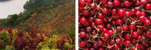 Feria de la cereza y el vino de Belesar