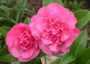 Jornadas de la Camelia en Salceda de Caselas