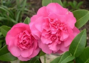 Jornadas de la Camelia en Salceda de Caselas
