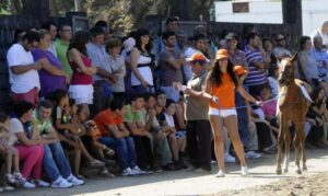 Feria anual del caballo de Meis
