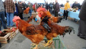 Feira do Galo de Arteixo