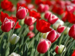 Feria de las Flores de Vilarmaior