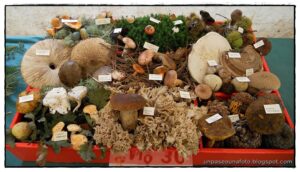 Feria de los hongos y las setas de As Pontes