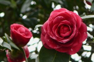 Xornada da Camelia de Vedra