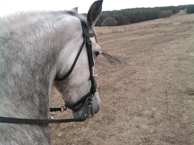 Feria do Potro e Gando Bravo de Muras 1 Feria do Potro e Gando Bravo de Muras 1
