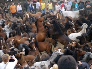 Rapa das Bestas de Sabucedo, A Estrada
