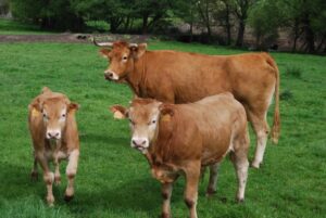 Expolugo – Mostra Agrogandeira A Rural en Lugo