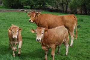 Expolugo – Mostra Agrogandeira A Rural en Lugo