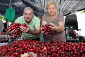 Feria de las Cerezas de Paiosaco de Laracha
