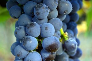 Feria del vino del Condado de Salvaterra
