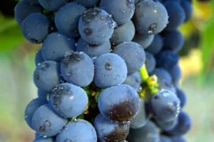 Feria del vino del Condado de Salvaterra