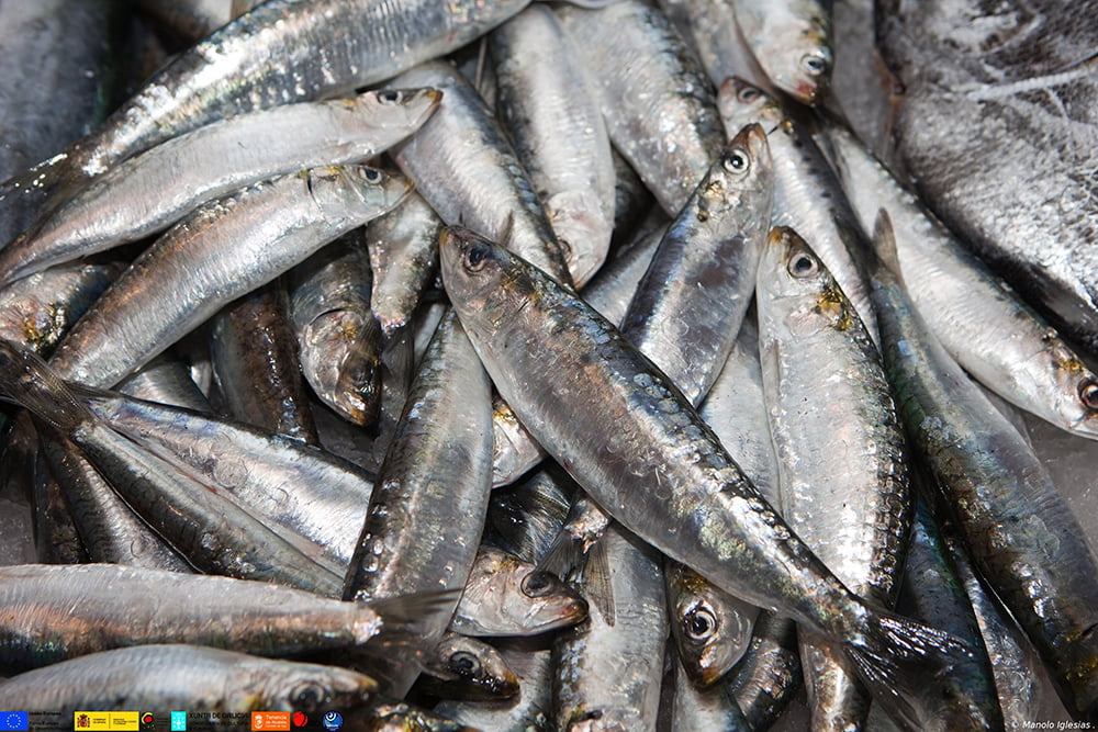 Fiesta de la sardina de Vigo 1