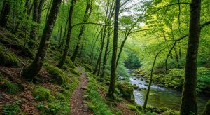 Ruta das Pontes do Río Ladra: Área natural, bosque de ribeira, Begonte