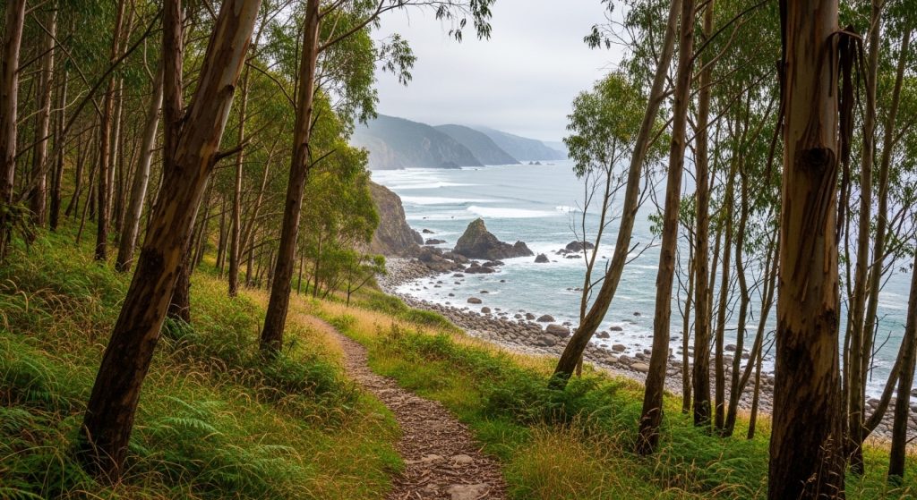 Sendeiro das Greas de Lires: bosque de eucaliptos ata a praia