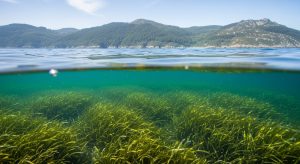 Buceo de iniciación en las islas Cíes: praderas de posidonia