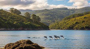 Rutas de observación de delfines en la ría de Arousa