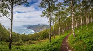 Ruta do Bidueiral de Montederramo: bosque de bidueiros e paisaxe máxica