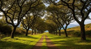 Ruta otoñal por las carballeiras centenarias de Lugo