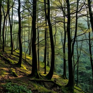 Escapada otoñal a la Fraga de Catasós: bosques de cuento