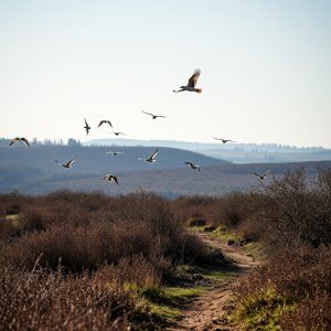 Rutas de observación de aves en humedales gallegos