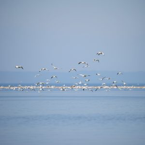 Vuelta a la Laguna de Antela: aves acuáticas y horizontes abiertos