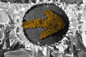 A Casiña de Marcelo