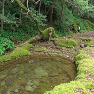 Sendeiro das Fragas do Eume: a selva atlántica en Pontedeume