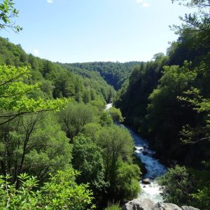 Ruta das Fragas do Río Eume (variante interior): selva en As Pontes