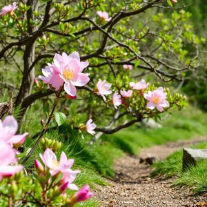 Plan de primavera: ruta de las camelias en el valle de Salnés