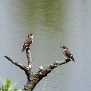 Ruta das Lagoas de Bode: aves e humidais en Sarria