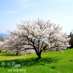 Plan de primavera: árboles frutales en flor en el valle del Ulla
