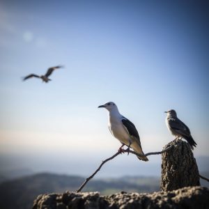 Las mejores rutas de avistamiento de aves en Galicia