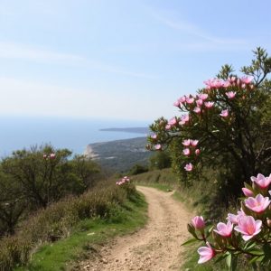 Plan de primavera: ruta de las camelias en el Pazo de Lourizán