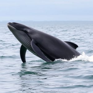 Planes para disfrutar del turismo de observación de cetáceos en Galicia