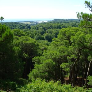 Escapadas a la comarca de Meira: bosques de castaños
