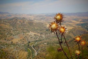 Ruta dos viños tinto da D.O. Ribeira Sacra con miradoiros