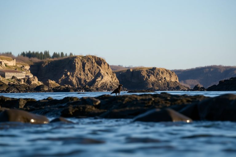 Qué ver en las Rías Baixas con perro: guía 2026