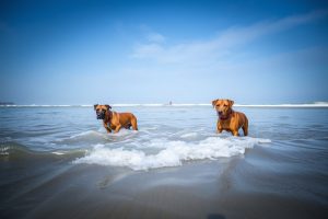 Playas fluviales para perros en Galicia (2026)